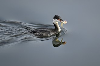 Slavonian grebe (Podiceps auritus), adult, in a white plumage, winter plumage, swimming with a fish