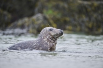 Grey seal (Halichoerus grypus) looking out of the water while swimming in the sea, Düne, Helgoland,