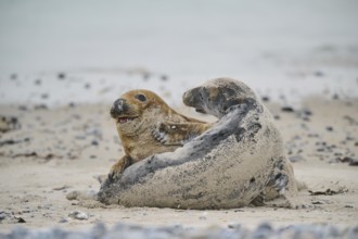 Grey seal (Halichoerus grypus) playing with each other on the beach, Düne, Helgoland,