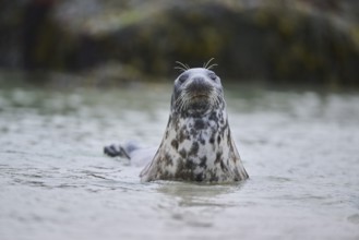 Grey seal (Halichoerus grypus) looking out of the water while swimming in the sea, Düne, Helgoland,