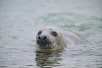 Grey seal (Halichoerus grypus) looking out of the water while swimming in the sea, Düne, Helgoland,