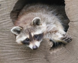 Raccoon (Procyon lotor), Germany, Europe