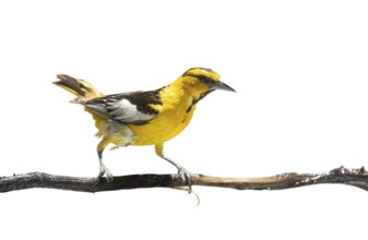 Bullock's oriole bird close-up perched on a branch isolated on a white background