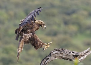 Golden eagle (Aquila chrysaetos) approaching its perch, Extremadura, Spain, Europe