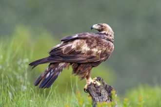 Golden eagle (Aquila chrysaetos) on its perch, a tree stump, Extremadura, Spain, Europe