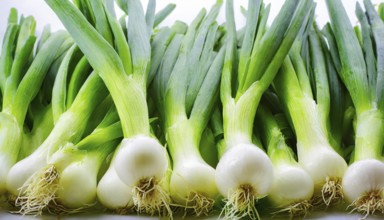 Vegetable, spring onion or spring onion, also known as winter onion, Allium fistulosum