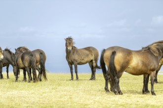 Brown horses stand and graze peacefully in an open meadow under a clear sky