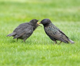 Starling (Sturnus vulgaris), adult bird feeding a young bird on a lawn in the garden, Lower Saxony,