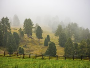 Conifers on foggy alpine meadow with wooden fence, Dolomites, South Tyrol, Italy, Europe