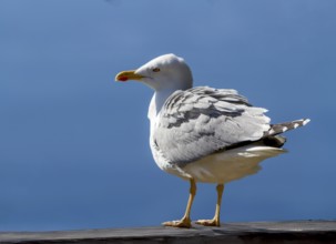 Mediterranean gull (Larus michahellis), Gibraltar, British territory in southern Spain, Europe