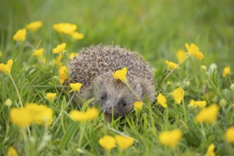 European hedgehog (Erinaceus europaeus) adult in a spring meadow with flowering Buttercup plants,
