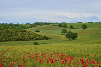 Green, hilly landscape with poppies (papaver) in the foreground and scattered trees under a cloudy