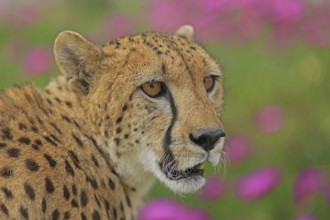 Cheetah (Acinonyx jubatus), meadow, captive