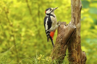 Great spotted woodpecker (Dendrocopos major) male sitting on dead wood in the forest, Animals,