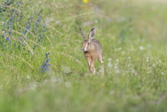European hare (Lepus europaeus) Brown hare in motion hopping in a meadow. Kaiserstuhl, Freiburg im