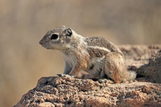 Antelope gopher, (Ammospermophilus harrisii), adult, on tree, foraging, Sonoran Desert, Arizona,