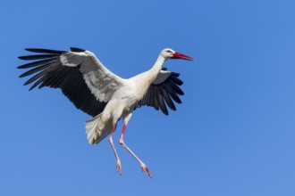 Single stork hovering elegantly with spread wings under a blue sky, white stork (Ciconia ciconia),