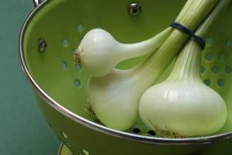 Onion, spring onions in sieve pot