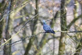 Stock Dove (Columba oenas) Germany