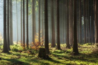 Spruce forest in autumn with fog, sun shining through the tree trunks, beech with autumn leaves,