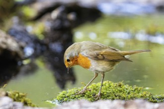 European robin (Erithacus rubecula) Germany#