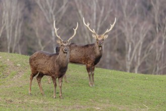 Two Japanese sika deer stags (Cervus nippon nippon) stand attentively in a meadow in hilly terrain