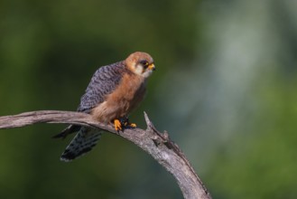 Red-footed Falcon, (Falco vespertinu), perching station, falcon family, Tower Hide, Tiszaalpár,