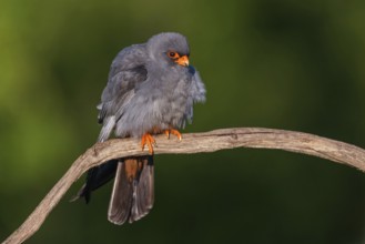 Red-footed Falcon, (Falco vespertinu), perching station, falcon family, Tower Hide, Tiszaalpár,