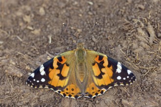 Thistle butterfly, (Vanessa cardui), Cynthia cardui, top view, Kaiserstuhl, Baden-Württemberg,
