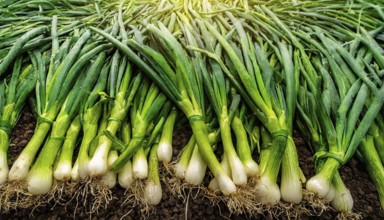 Vegetable, spring onion or spring onion, also winter onion, Allium fistulosum, harvest in a field