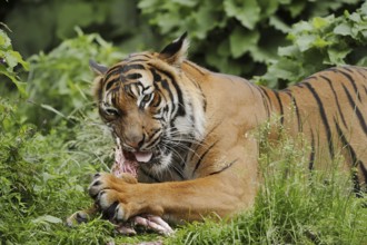 Sumatran tiger (Panthera tigris sumatrae), feeding, captive, occurring on Sumatra, Indonesia, Asia