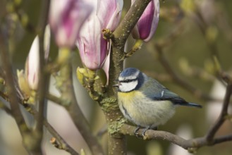 Blue tit (Cyanistes Caeruleus) adult bird singing on a garden Magnolia tree branch with blossom in