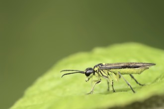 Leaf wasp (Tenthredo mesomela), North Rhine-Westphalia, Germany, Europe