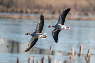Pair of greylag geese flying together, in the Großen Rosin Moor nature reserve,