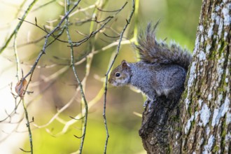 Grey Squirrel, Sciurus carolinensis in a forest