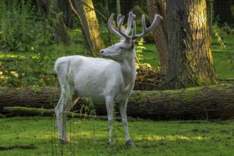 Leucistic red deer (Cervus elaphus) stag, white morph with antlers covered in velvet in late spring