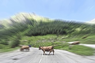 Dynamic photo with speed effect of speeding car driving at high speed on country road towards
