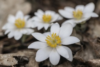 Canadian bloodroot (Sanguinaria canadensis), Emsland, Lower Saxony, Germany, Europe