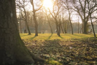 Trees in the park in the evening sun, with long shadows and a nature trail, Domäne Monrepos,