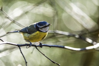 Blue Tit, Cyanistes Caeruleus