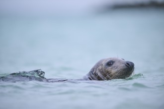 Grey seal (Halichoerus grypus) looking out of the water while swimming in the sea, Düne, Helgoland,