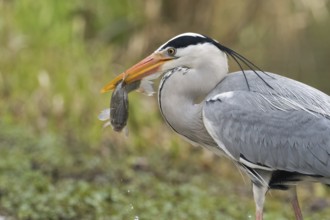 A grey heron (Ardea cinerea) with a caught fish in its beak in front of a natural background,