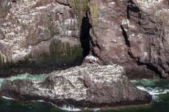 Guillemot (Uria aalge), large colony on a rock off the coast, St Abb's Head, Berwickshire,