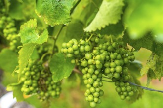 Vibrant clusters of green grapes hang amidst lush leaves, showcasing the bounty of a vineyard