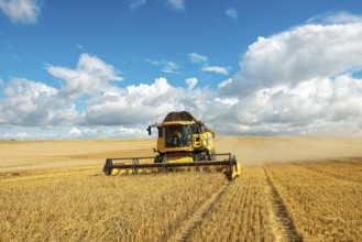 Combine harvester harvesting barley, endless cornfield, blue sky with cumulus clouds, Saalekreis,