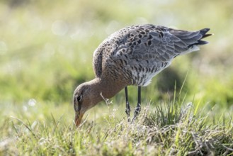 Black-tailed godwit (Limosa limosa), Lower Saxony, Germany, Europe