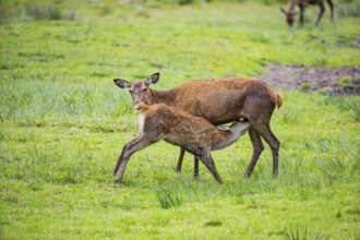 Red deer (Cervus elaphus) cow with calf captive Germany
