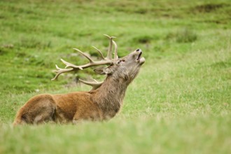 A deer with large antlers roaring while lying on a grassy field, Red deer (Cervus elaphus),
