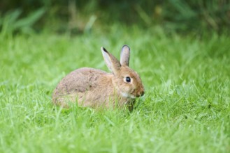 Domesticated rabbit (Oryctolagus cuniculus domesticus) on a meadow, Franconia, Bavaria, Germany,