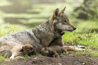 Wolf mother sitting in the grass with her pups, a pup cuddles up to her neck, European grey gray